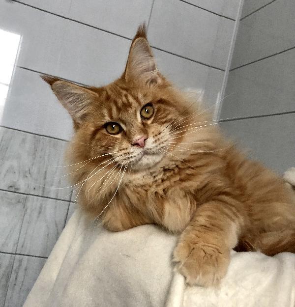 cat incest - My, Maine Coon, Longpost, Breeders, Text