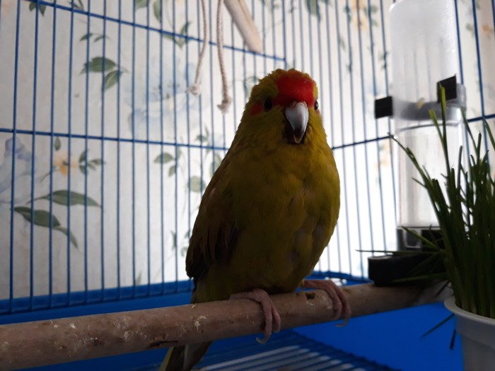 How I began to live with a woman. - My, A parrot, , Love, Poetry, Thoughts, Video, Longpost, Kakariki (Jumping Parrots)