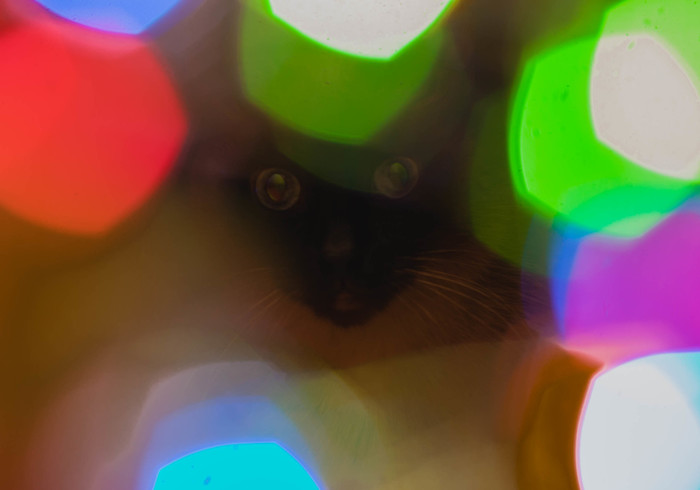 New year cat - My, New Year, cat, Lights, Bokeh