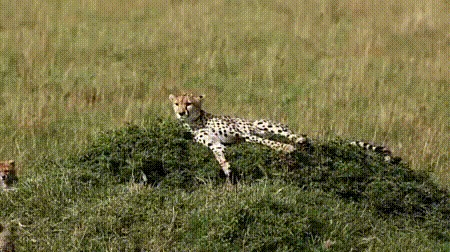   ,   