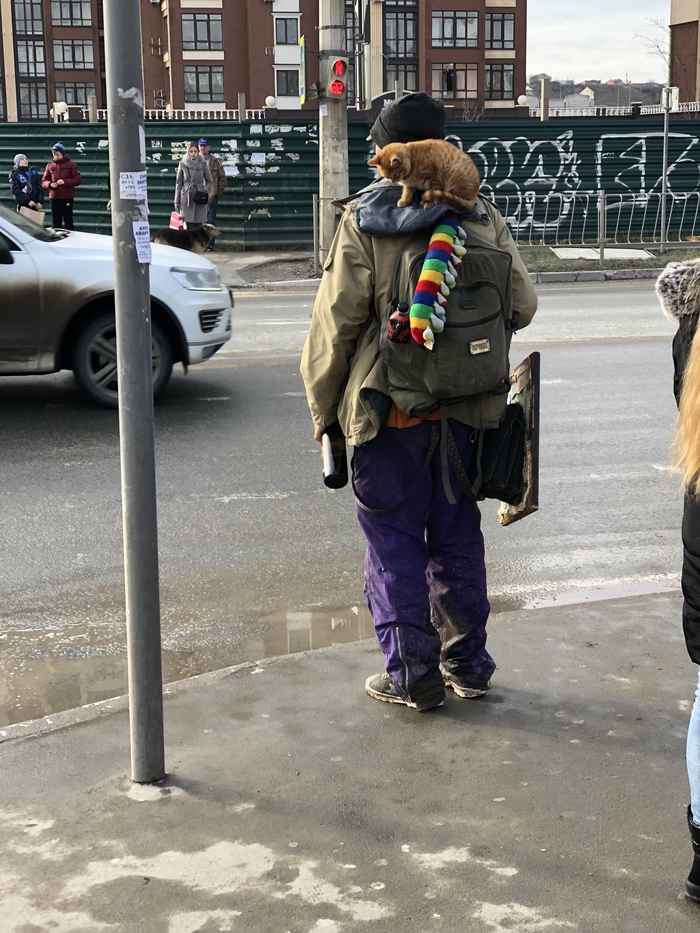 A street cat named Bob, Russian version - My, cat, Walk, Beans