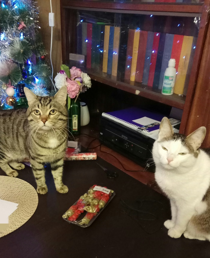 Christmas cats - cat, Christmas trees, New Year
