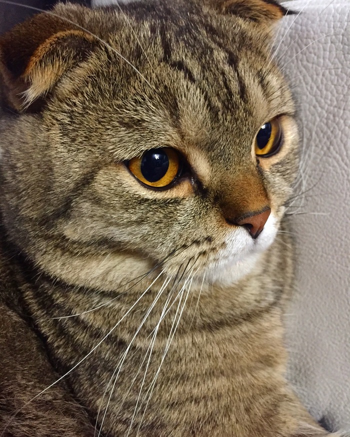 Taking a passport photo - My, cat, Handsome, The photo