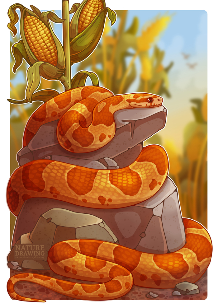 Maize snake - My, Drawing, Animalistics, Snake, Reptiles, Maize snake, Milota, Artist, Nature