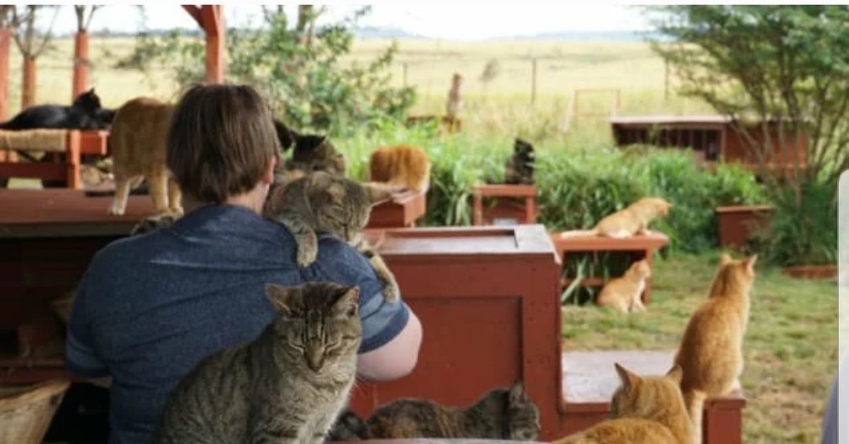 Кот который есть город. Кот который есть город. Кот с чипсами. Еда для кошек. Кот ест чипсы.