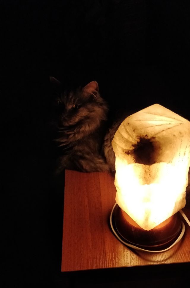 Catolamp - My, cat, Catomafia, Cat with lamp