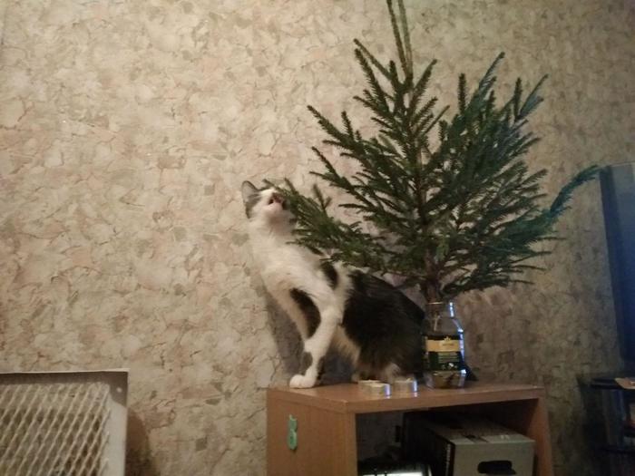 New Year's Eve. - My, cat, Christmas trees, Kus, New Year