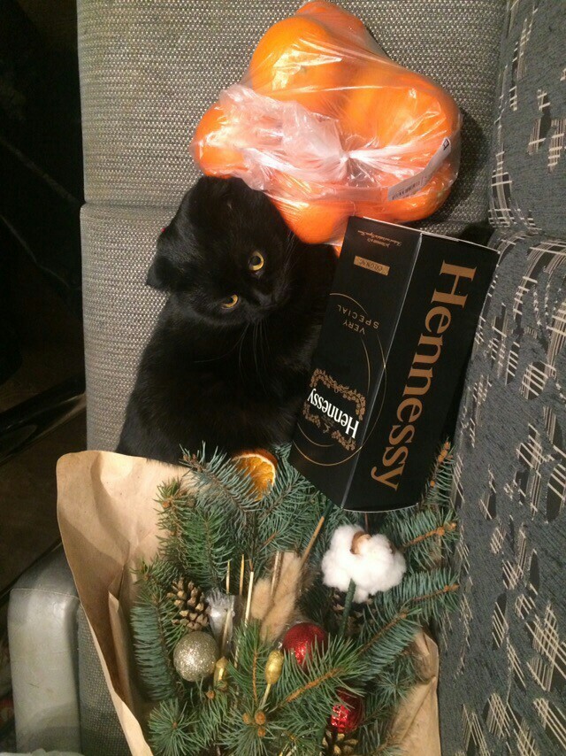 The New Year has not yet come, but the cat is already ready - My, cat, Catomafia, New Year, Holidays, Pets, Fatty, Excess weight