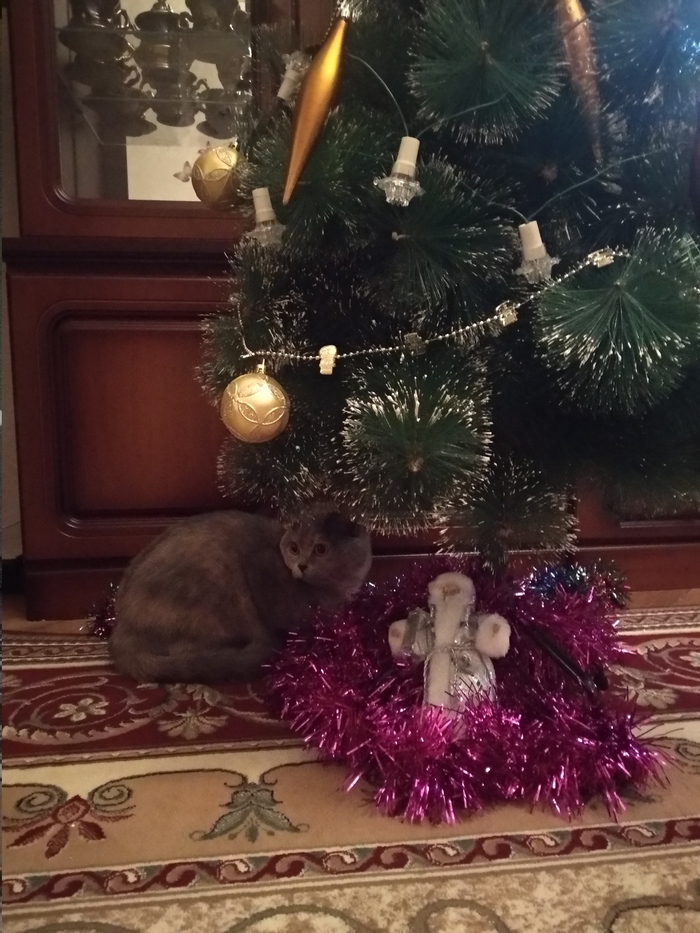 The hostess is going crazy, we need to hide. - My, cat, Tricolor cat, New Year, Mood