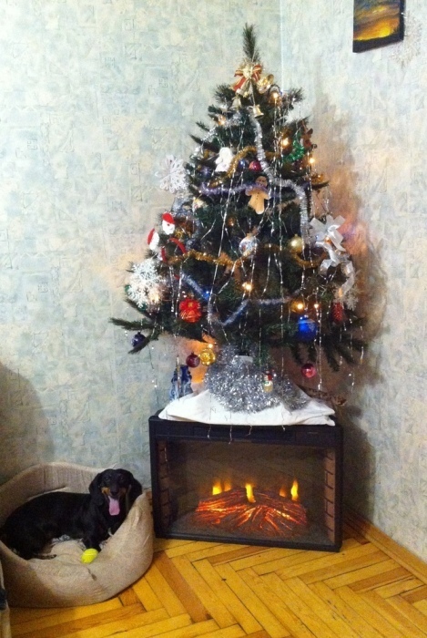 Happy New Year, peeps!) - My, New Year, Dog, Winter, Dachshund, Christmas trees, Holidays, Congratulation