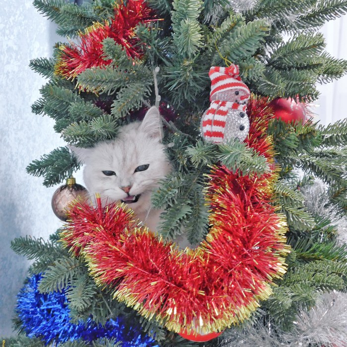 Faust congratulates all pikabushniki with the Coming! - My, cat, New Year, Catomafia, Faust