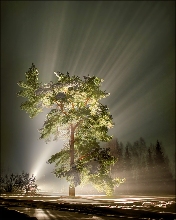 New Year's Light - My, Night, , Pine, Winter, New Year, The photo, Beams