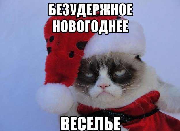 Again this new year... - New Year, Grumpycat, Grumpy cat, cat, Picture with text