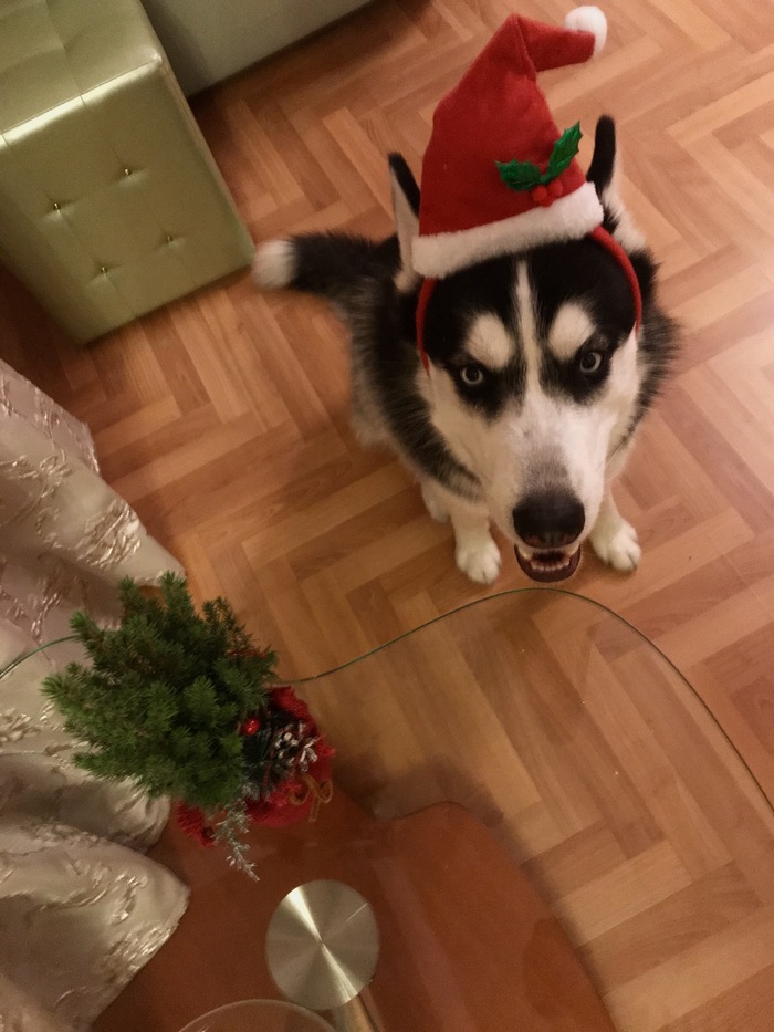 Happy New Year! - My, Husky, Dog