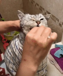 Хорошо зафиксированному котику можно...