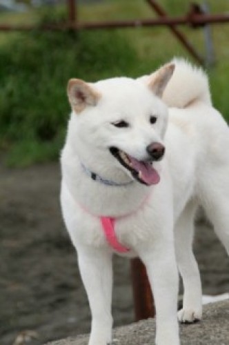 Породы коренных японских собак Собака, Япония, Породы собак, Интересное, Длиннопост