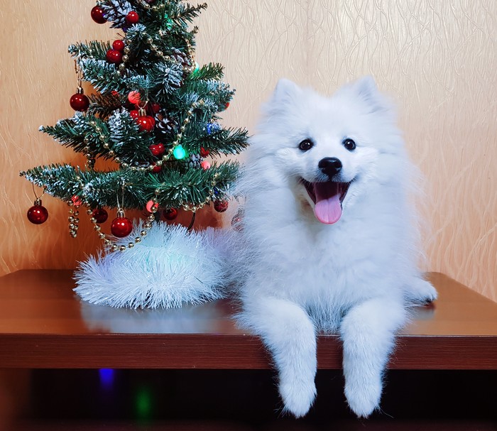 New Year's Eve post - My, Dog, Christmas tree, New Year, Spitz, Japanese Spitz, Kazakhstan, Longpost