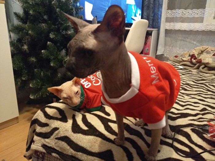 My Christmas cats - My, cat, Sphinx, Don Sphynx, New Year