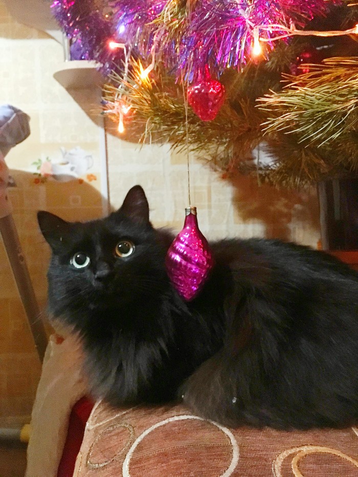 New year cat - My, Black cat, New Year, cat