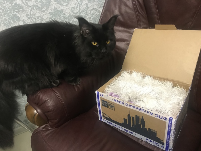 My New Year's gift from Altai! - Gift exchange, Longpost, Secret Santa, Maine Coon, Gift exchange report, New Year's gift exchange, My