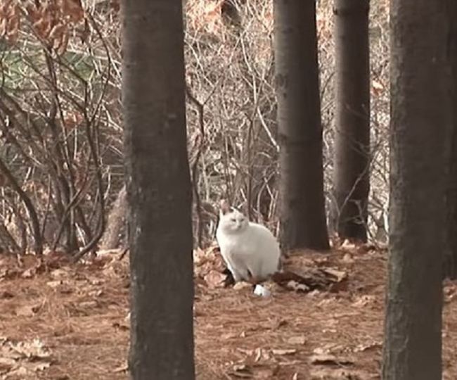 An abandoned cat in the forest got fat and did not want to leave - cat, Longpost, Video, Thick, Forest, Корея, Animal Rescue, Thick