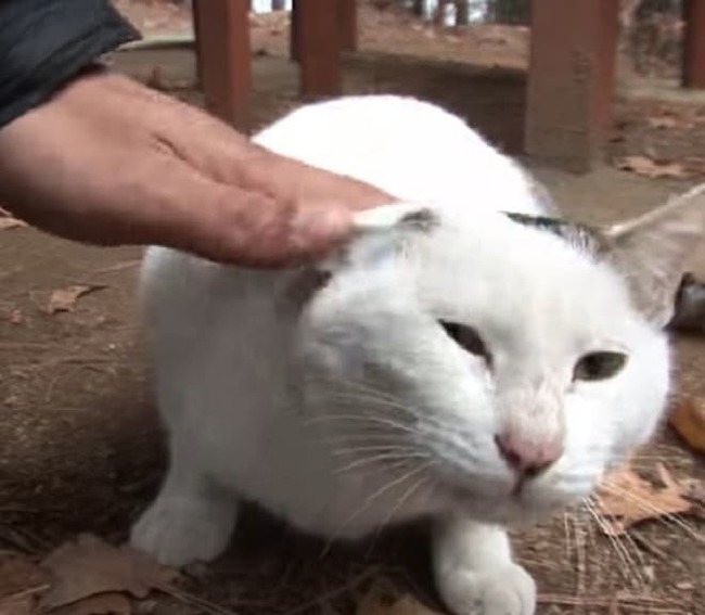 An abandoned cat in the forest got fat and did not want to leave - cat, Longpost, Video, Thick, Forest, Корея, Animal Rescue, Thick