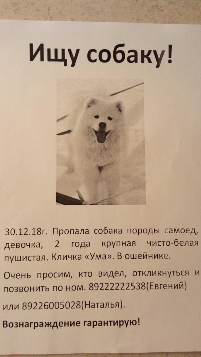 Lost dog! - My, The dog is missing, Samoyed, Sverdlovsk region, , , Help me find, Dog, No rating