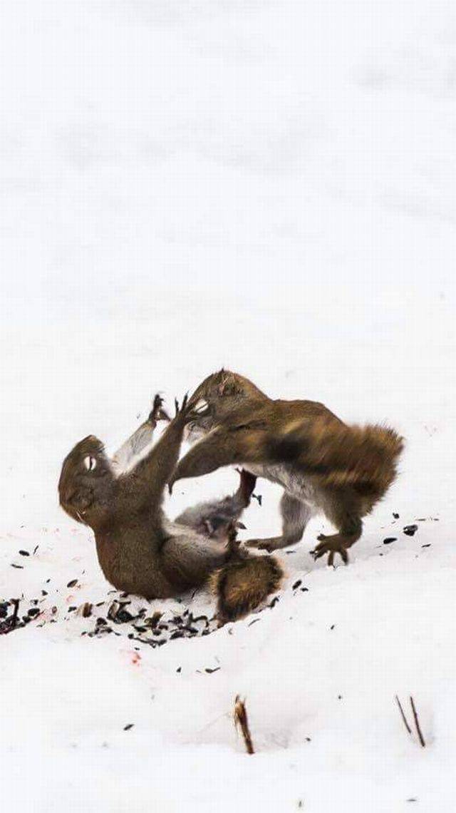 Deadly fight over... semok - Squirrel, , Fight