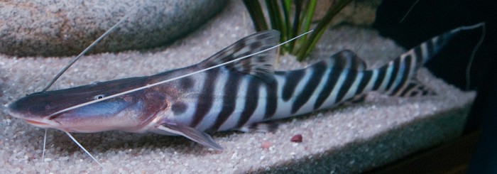 Merodontotus tigrinus - A fish, Rare view