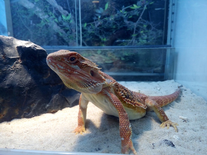 Bearded dragon. - My, Saint Petersburg, , The photo, Bearded dragon, Longpost