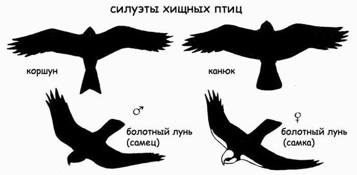 Сокол сокола по полету узнает. Силуэты хищных птиц Подмосковья. Силуэты хищных птиц в полете. Форма хвоста хищных птиц. Хищные птицы очертания.