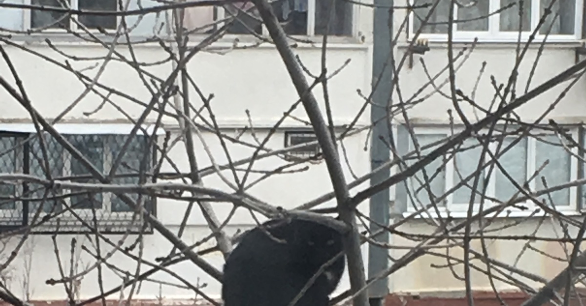 Когда решил свить гнездо на дереве | Пикабу