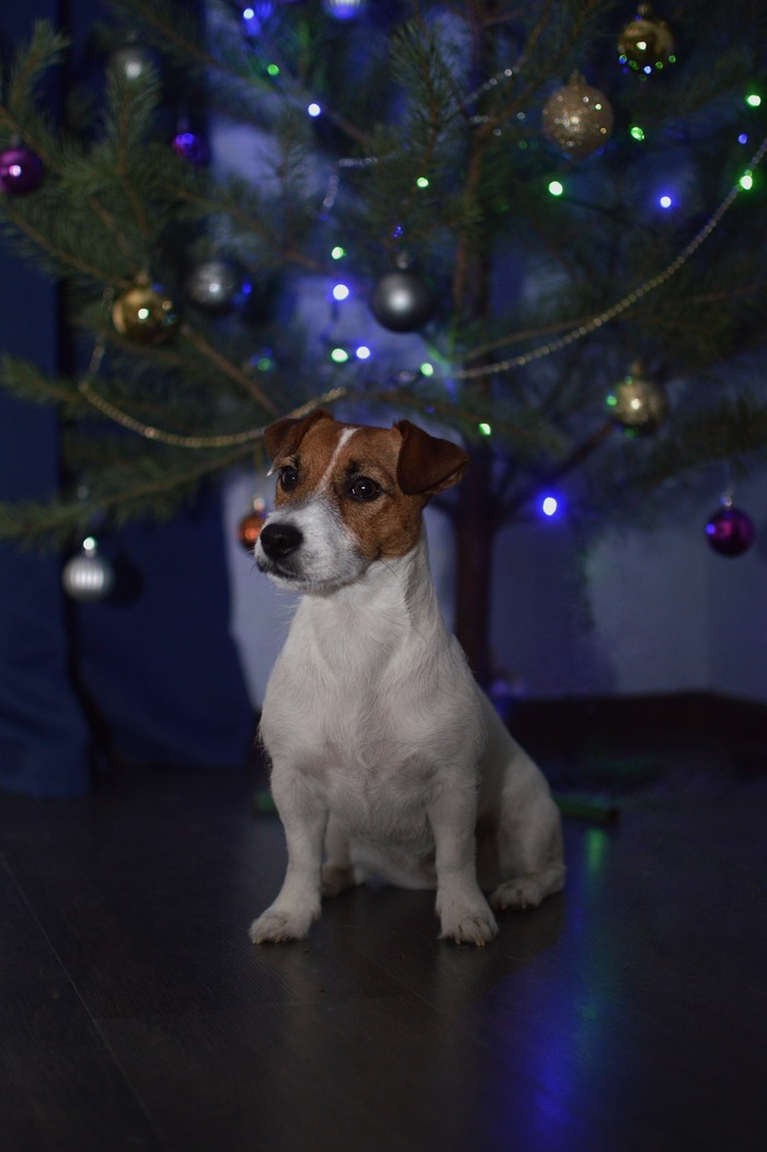 New Year's Jack Russell Terrier :) - My, Dog, Jack Russell Terrier, The photo, New Year, Christmas tree, Longpost