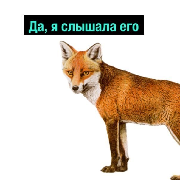 Polkol - Fox, The Bears, Humor, Bad humor, Longpost