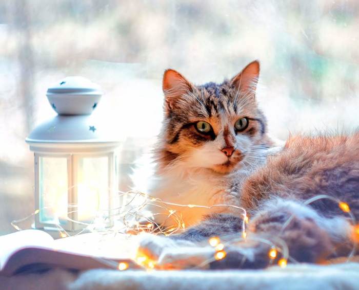 It's time for magical stories - My, cat, Cat with lamp, Helios