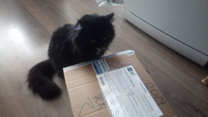 Novosibirsk - Chelyamba! - My, cat, Gift exchange, Gift exchange report, Longpost, Secret Santa