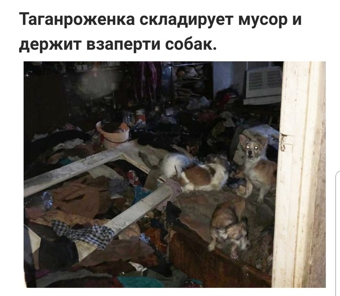There are laws, so what? - Taganrog, Trash heap, Help, Nonhumans, Longpost, Negative, Helping animals