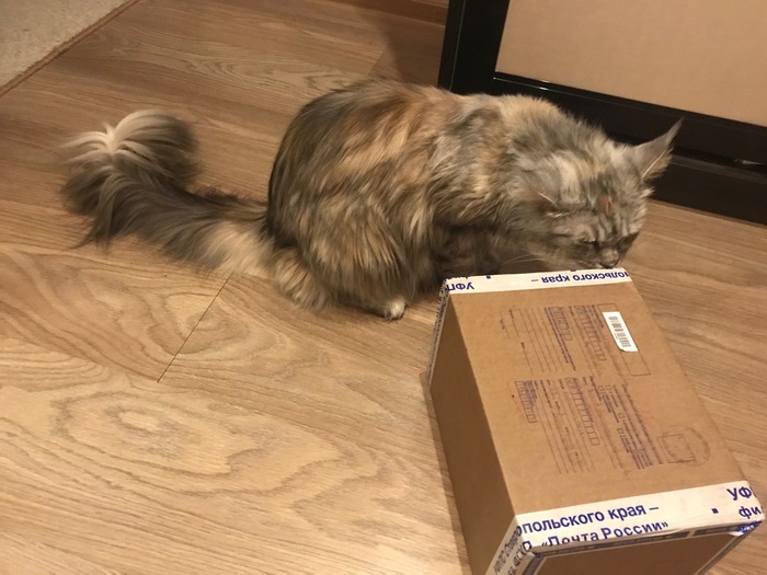 Anonymous Santa Claus. How I was pleasantly surprised - My, Gift exchange, cat, Longpost, Secret Santa, Gift exchange report, New Year's gift exchange