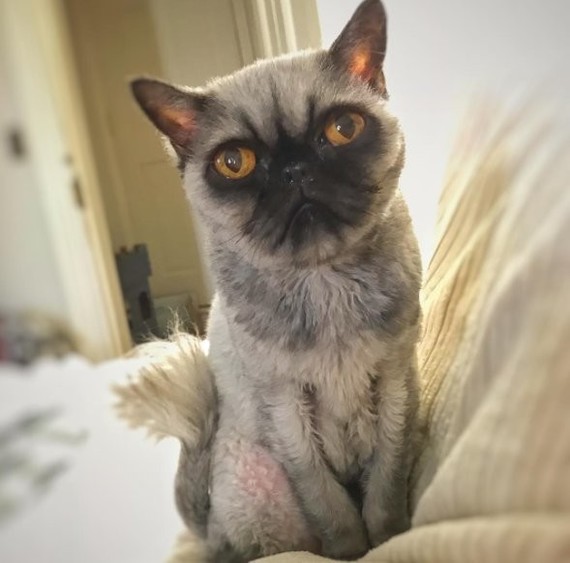 A cat that looks like a pug or the plight of the poor man - cat, Pug, Story, Longpost