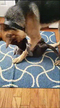 Со мной не соскучишься!