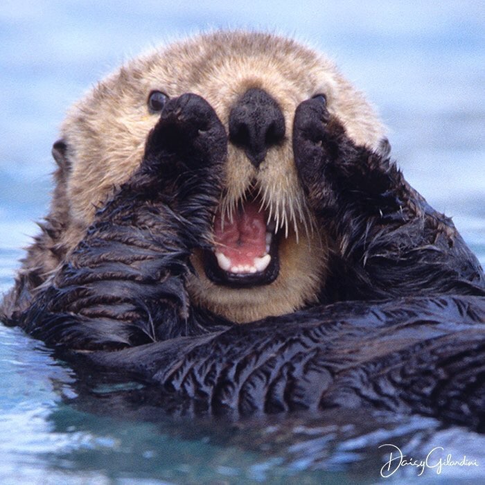 What a nightmare! - The photo, Animals, Sea otter, Milota