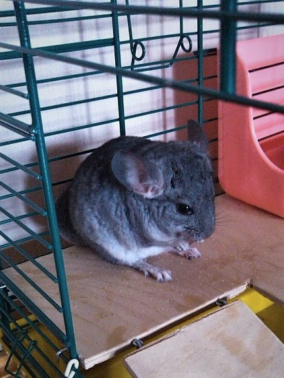 You give pets, good and different. - My, Chinchilla, Pet, Animals, Milota, Pets