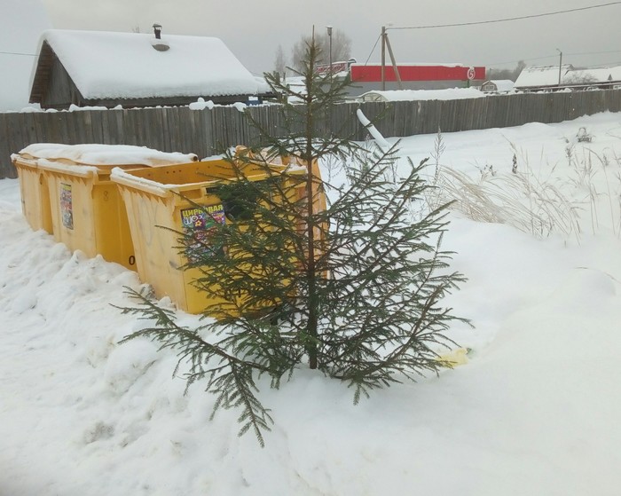 first went) - Christmas tree, My, Garbage