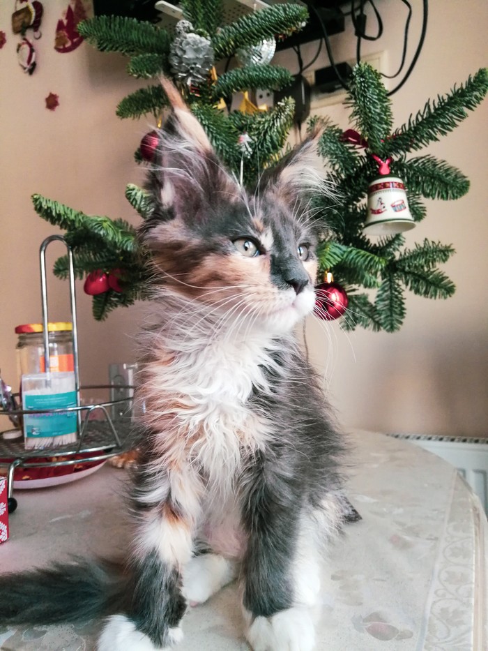 Happy Holidays, kittens! - My, Maine Coon, Catomafia, Christmas, cat