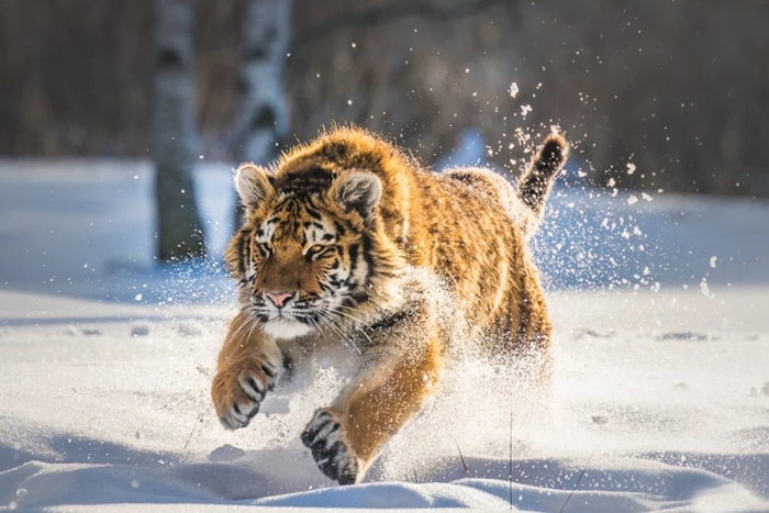 Harsh and dangerous!!! - Predator, Tiger, Wild animals, Snow, Dangerous, Milota, The photo