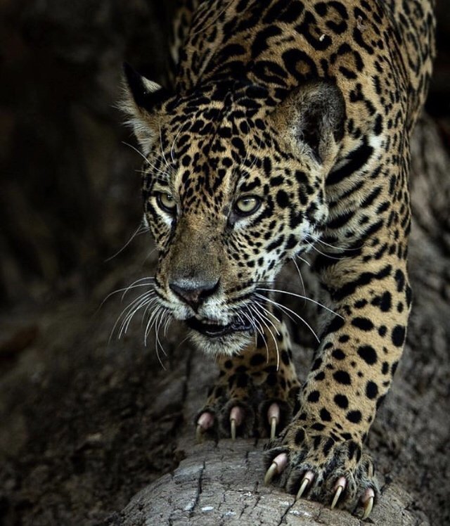 And we have paws... - Jaguar, Paws, Claws, The photo, Animals