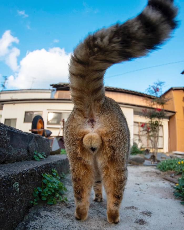 fluffy balls - wild cats, , cat island, The photo, Longpost, Japan, cat