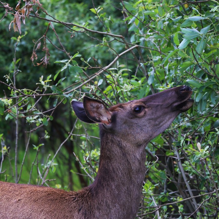 Сочная зелень лета