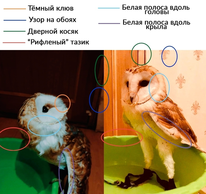 камышовка садовая чем кормить. Смотреть фото камышовка садовая чем кормить. Смотреть картинку камышовка садовая чем кормить. Картинка про камышовка садовая чем кормить. Фото камышовка садовая чем кормить