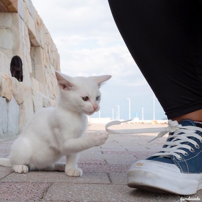 I can also embroider... - Animals, The photo, cat, Young, Laces, Milota, Longpost